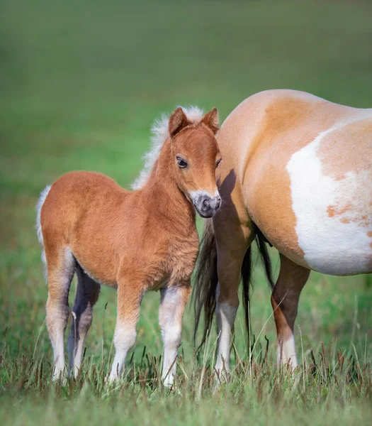 Amerykański Miniaturowy Koń Źrebię Klaczą Zielonym Polu Summertime Pionowe Zewnątrz — Zdjęcie stockowe
