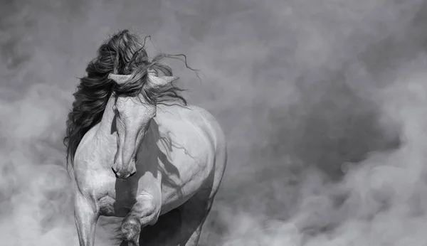 Черно Белый Портрет Испанской Лошади Длинной Темной Гривой Легком Дыму — стоковое фото