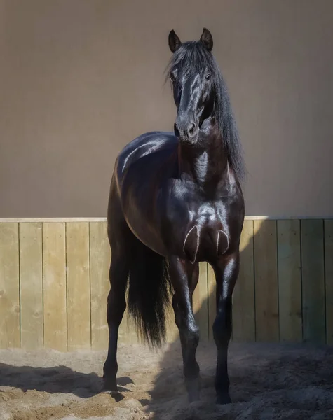 西班牙黑色种马站在围场上的全身像 — 图库照片