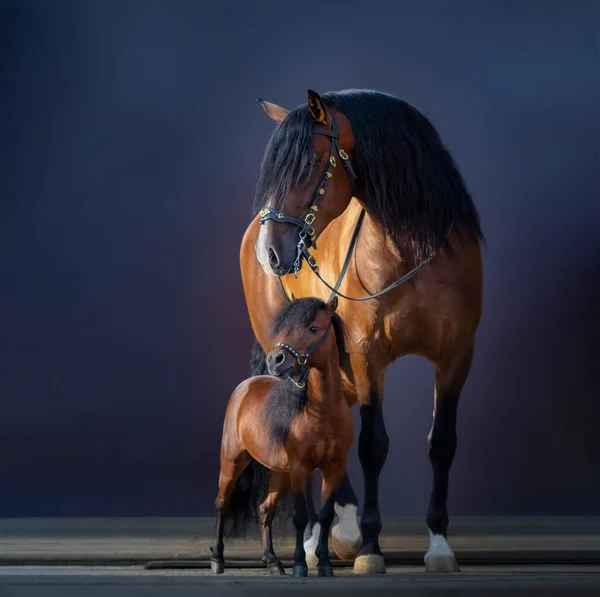 大きな湾スペイン語の馬と小さなアメリカのミニチュア馬の完全な体の肖像画 異なる動物のコミュニケーションについての概念 — ストック写真