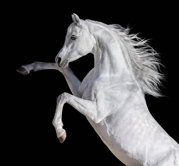 Vit Arabisk Häst Med Lång Man Som Växer Upp Isolerad — Stockfoto
