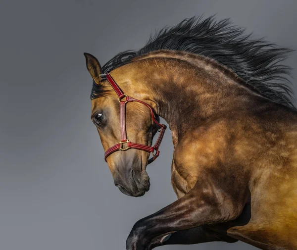 Portret Ruchomych Złote Dun Koń Andaluzyjski Rasowe — Zdjęcie stockowe