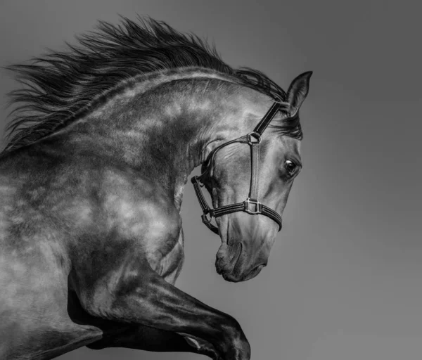 Schwarz Weißes Porträt Eines Andalusischen Pferdes Bewegung — Stockfoto