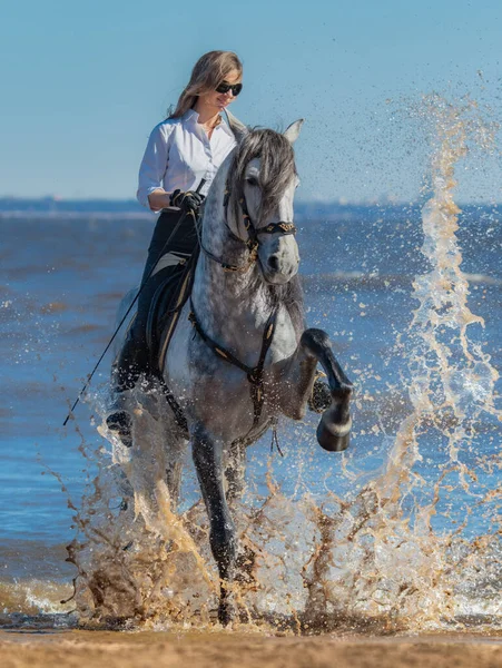 Frau Und Apfelgraues Spanisches Pferd Andalusische Pferd Stampft Seinen Huf Stockfoto