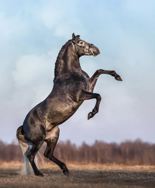 雲の多い空と春の牧草地で濃い灰色のアンダルシアの馬のリア ストック画像
