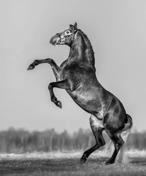Zwart Wit Andalusisch Grijs Paard Achteraan Weide Stockafbeelding