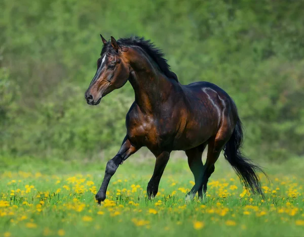 Bay Cavallo Libero Correre Prato Fiori Gialli Estate Orizzontale All Foto Stock