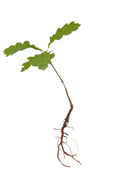 Baby Oak Tree Plant Root Acorn Isolated White Stock Photo by ©Lena ...
