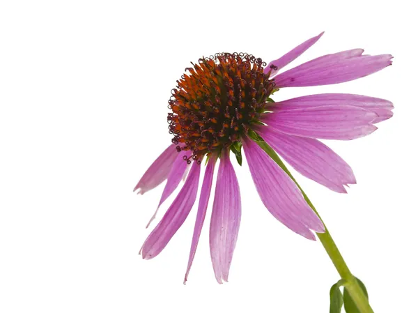 Echinacea bloem geïsoleerd — Stockfoto