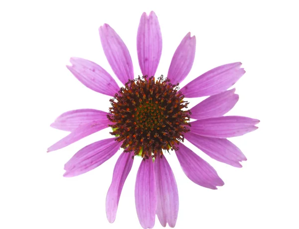 Echinacea flower isolated — Stock Photo, Image