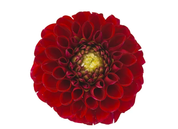 Red dahlia isolated — Stock Photo, Image