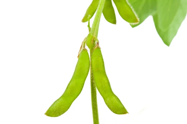 Green soybean pods isolated — Stock Photo, Image