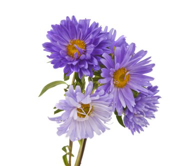 aster izole
