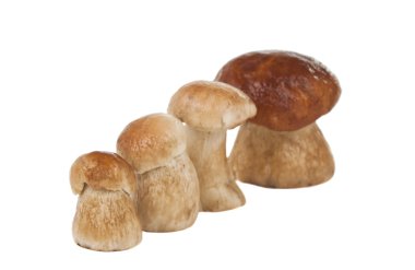 ceps izole