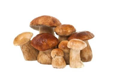 ceps izole