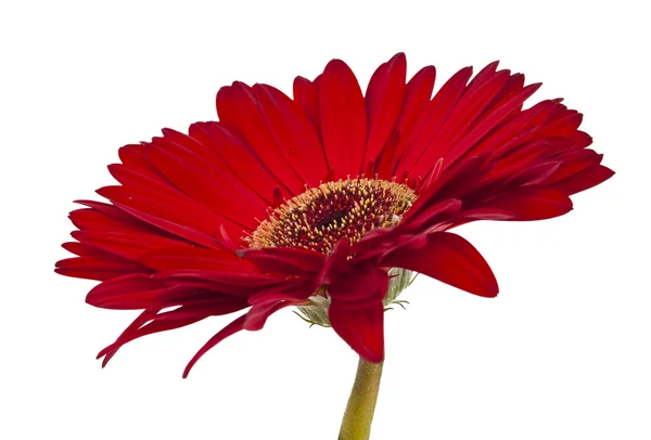 Červená gerbera, samostatný — Stock fotografie