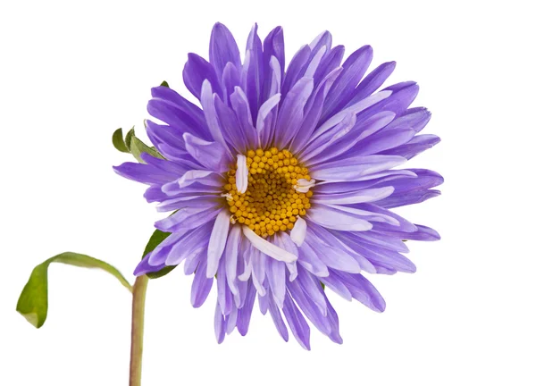 Aster geïsoleerd — Stockfoto