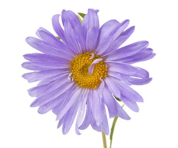 Aster isolerade — Stockfoto