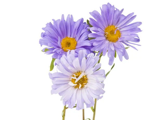 Aster isolerade — Stockfoto