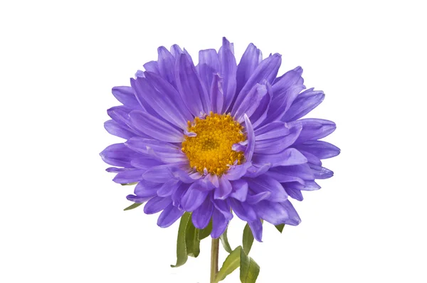 Aster isolado — Fotografia de Stock