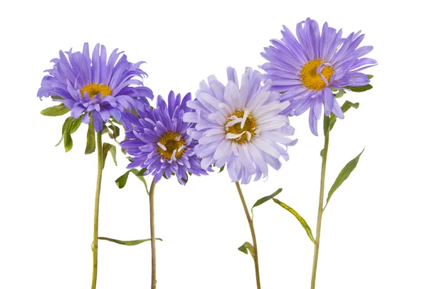 Aster isolated — Stock Photo, Image
