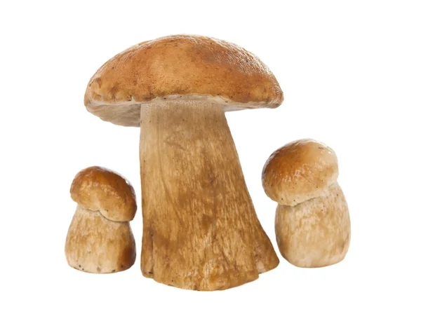 Ceps izolat — Fotografie, imagine de stoc