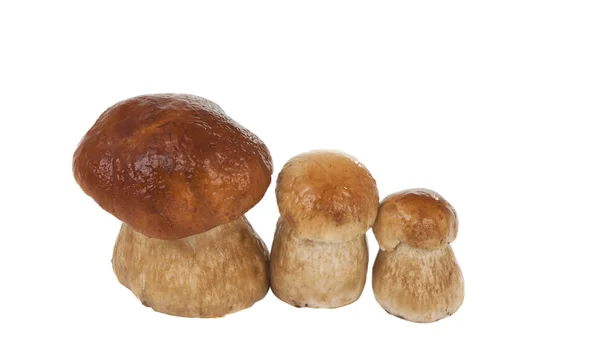 Ceps isolado — Fotografia de Stock