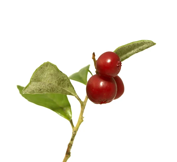 Cranberries isolated — Stock Photo, Image