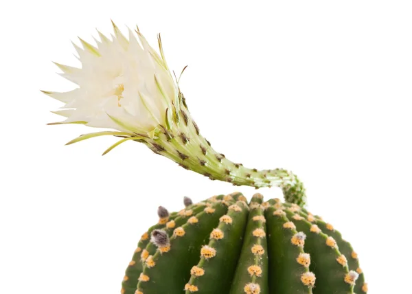 Krásná kaktus květ, samostatný — Stock fotografie