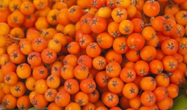 Üvez (sorbus aucuparia çilek).