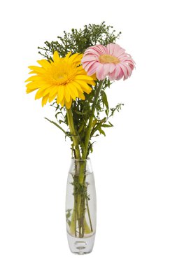 izole bir vazo içinde gerbera