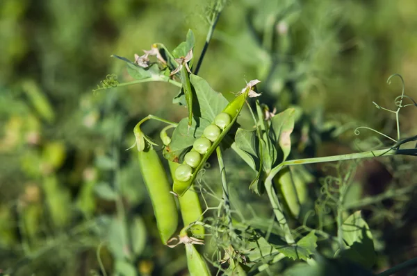 Piselli in crescita — Foto Stock