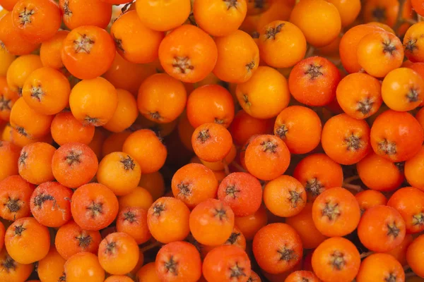 Bagas de cinza de montanha (Sorbus aucuparia ). — Fotografia de Stock