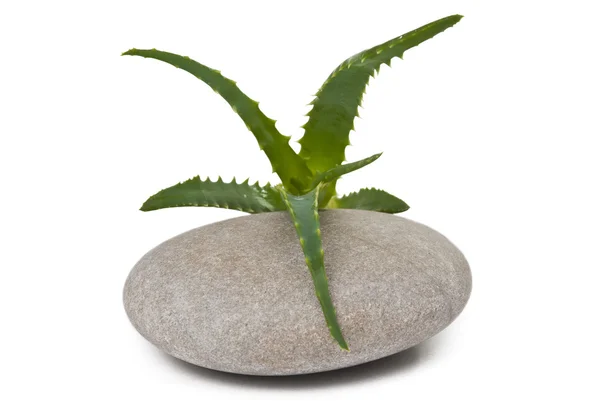 Aloe växt isolerad med pebble stenar — Stockfoto