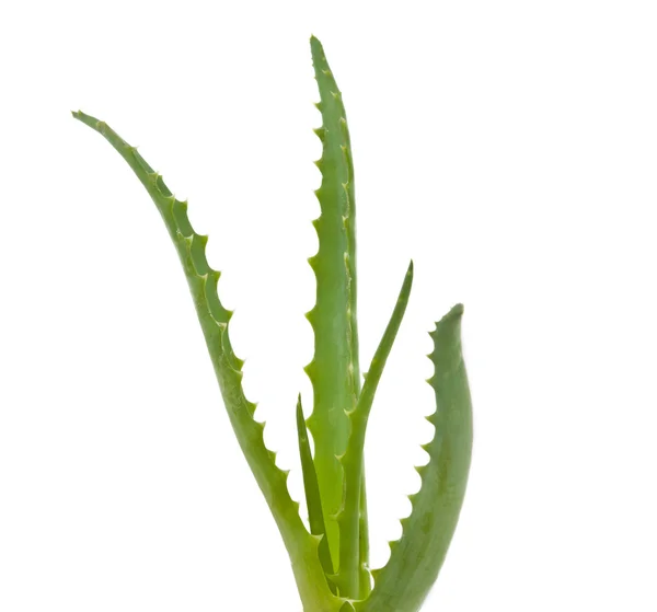 Aloe aislado — Foto de Stock
