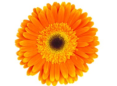 yalıtılmış turuncu gerbera