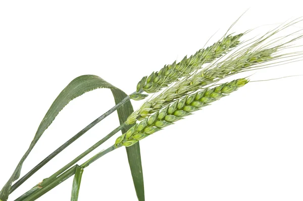 Zielony kłosy pszenicy na białym tle — Zdjęcie stockowe