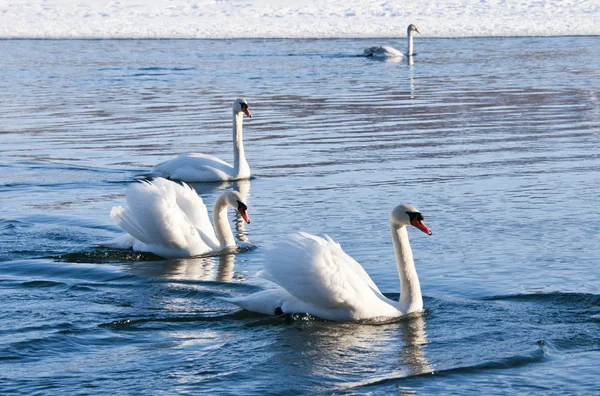 Swans on the river — Stock Photo, Image