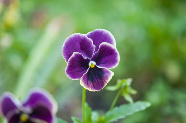 Lilac flower pansies bloom — Stock Photo, Image