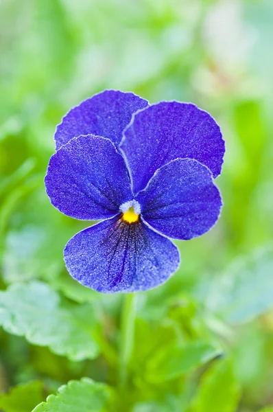 Blue pansy flower bloom — Stock Photo, Image