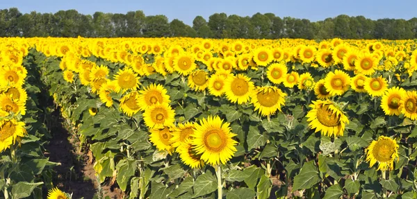 Field of sunflowers — Stock Photo, Image