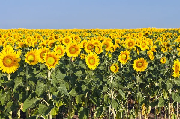 Field of sunflowers — Stock Photo, Image