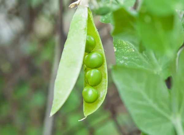 Büyüyen bezelye — Stok fotoğraf