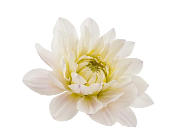 Witte chrysant — Stockfoto