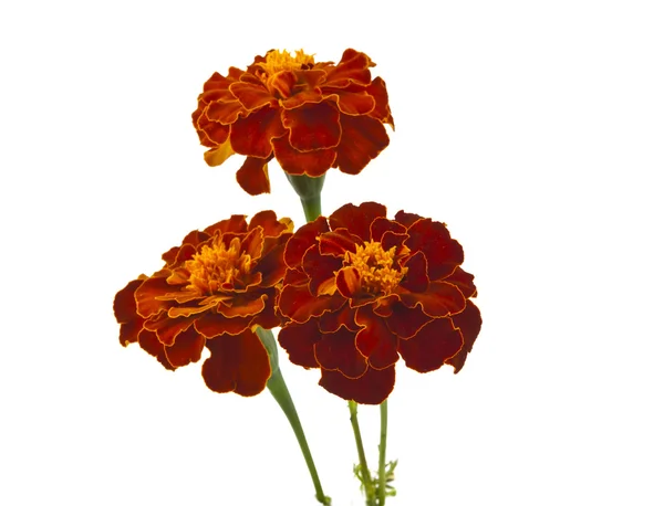 Marigold flowers isolated — Stock Photo, Image