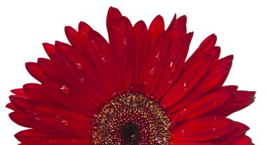 kırmızı gerbera