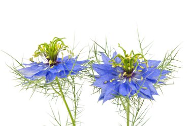 izole Peygamber Çiçeği