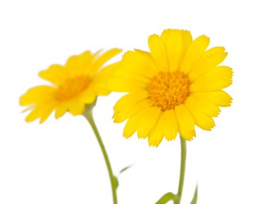 çayır sarı çiçek