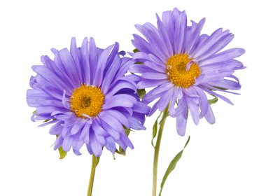 aster izole
