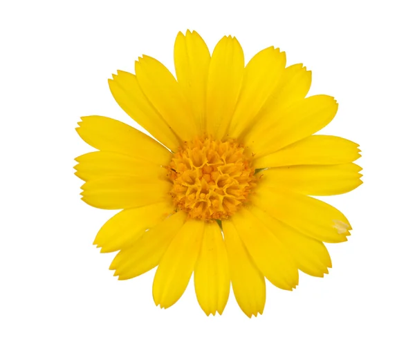 Flor amarilla del prado —  Fotos de Stock